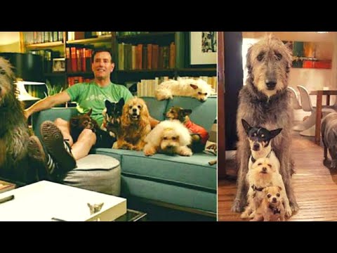 Man Grieving Loss Of Dog Goes To Shelter — Rescues All The Overlooked Senior Animals