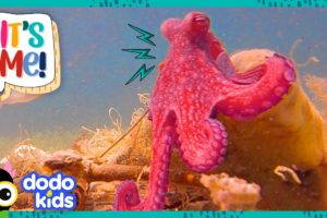 Meet A Bunch Of Goofy Animals Who Are Best Friends With Humans! | 30 Minutes Of Animals | Dodo Kids