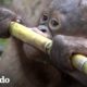 Mira a este bebé orangután rescatado explorar el mundo por primera vez | El Dodo