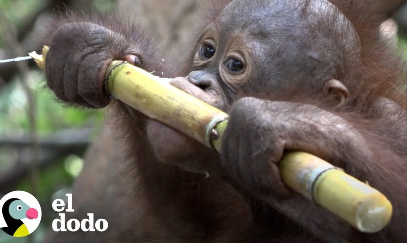 Mira a este bebé orangután rescatado explorar el mundo por primera vez | El Dodo