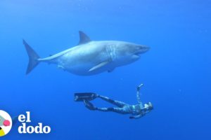 Mira a este biólogo marino nadar con tiburones | El Dodo