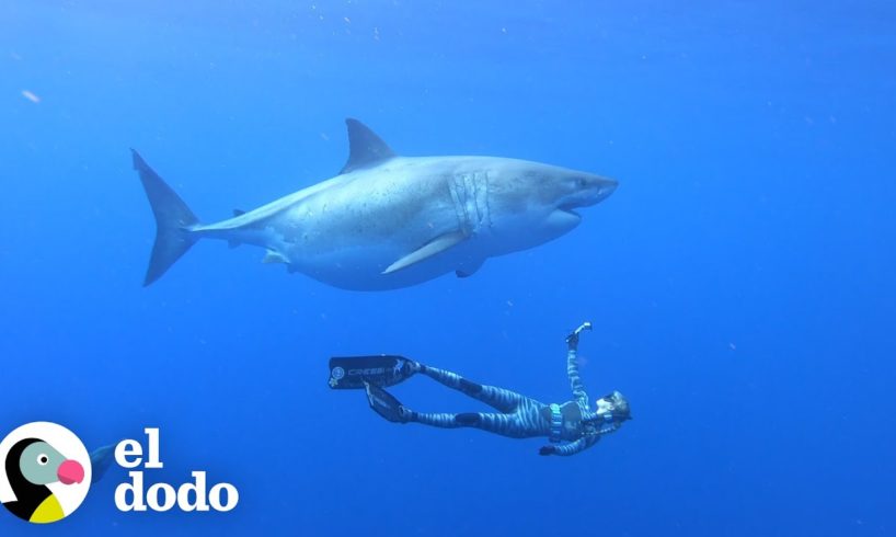 Mira a este biólogo marino nadar con tiburones | El Dodo