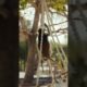 Monkey Playing|#Shorts|Animals & Pet Lover|Animals and Birds