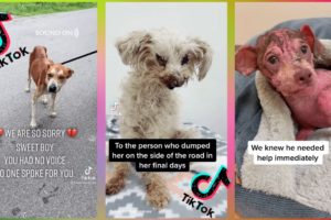 Most SADDEST Dog Rescue Compilation of TikTok #1#puppy #puppies #dog #cuteanimals #dogs