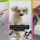 Most SADDEST Dog Rescue Compilation of TikTok #1#puppy #puppies #dog #cuteanimals #dogs