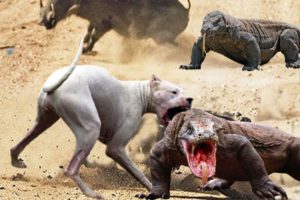 Most incredible ! Compare Komodo Dragon Strength vs Dog | Who Will Win The Fight | Wildlife 2021