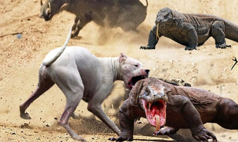 Most incredible ! Compare Komodo Dragon Strength vs Dog | Who Will Win The Fight | Wildlife 2021