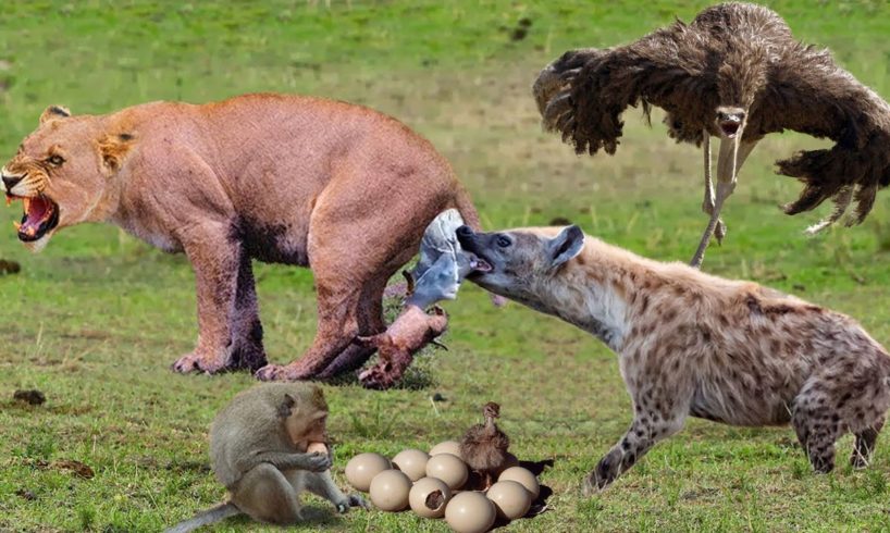Mother Ostrich Fights Very Hard To Protect Her Eggs, But To No Avail - Lion vs Hyena, Monkey, Rhino