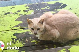 Mujer convierte el techo de su patio en un apartamento para gatos callejeros | Dodo Héroes | El Dodo