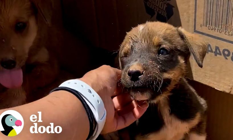 Mujer encuentra una caja de cachorros en un clima de 43 grados | El Dodo