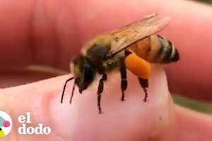 Mujer le encanta pasar el rato con abejas rescatadas que viven en su patio | Dodo Héroes | El Dodo