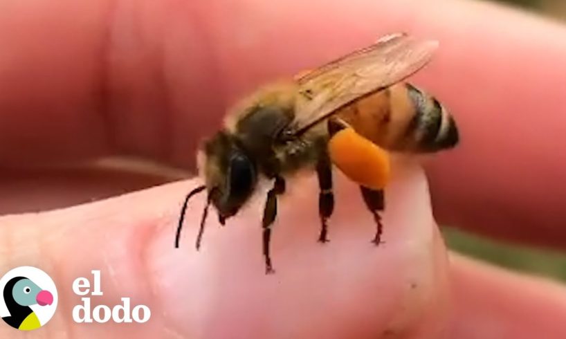 Mujer le encanta pasar el rato con abejas rescatadas que viven en su patio | Dodo Héroes | El Dodo