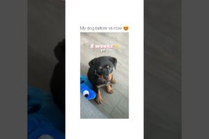 My Dog Before VS Now Cutest Dog of TikTok Compilation 🐕 ~ ~ Cute Puppies TIK TOK #shorts