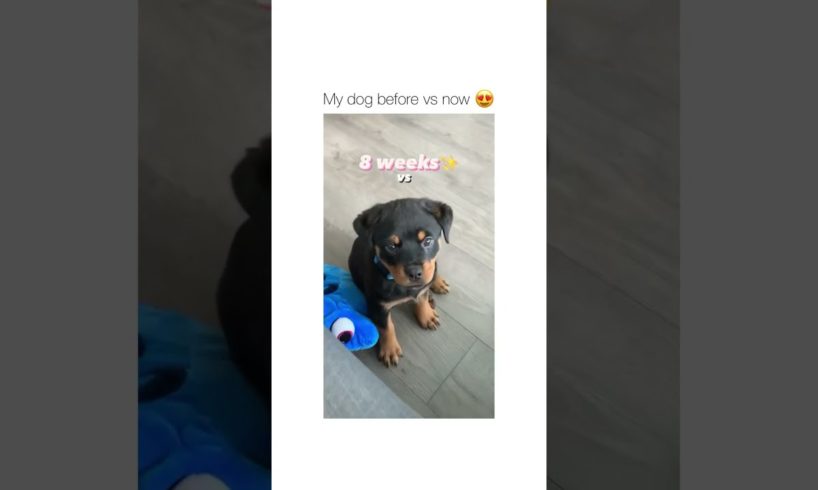 My Dog Before VS Now Cutest Dog of TikTok Compilation 🐕 ~ ~ Cute Puppies TIK TOK #shorts