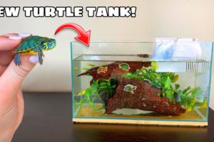 NEW AQUARIUM FOR RESCUED TURTLES!