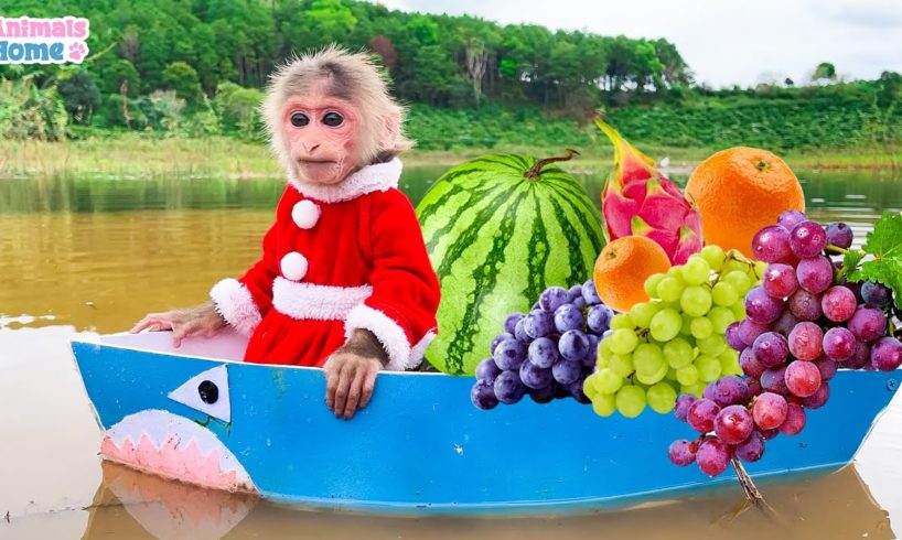 Naughty BiBi rowes boat to pick fruit for friends