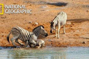 New Boss Zebra Attacks Baby Zebra and its Mom Fights Back｜National Geographic