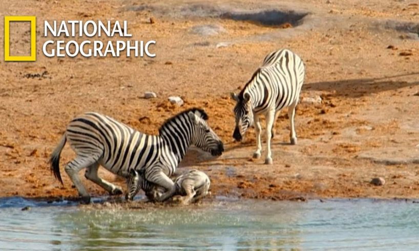 New Boss Zebra Attacks Baby Zebra and its Mom Fights Back|National Geographic