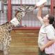 🦒 Newborn Giraffe Was Given Plasma After Problems Nursing ☀️ Life Comedy