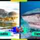 Nile Crocodile vs Tiger Shark in Hindi|#crocodile #shark |Aggressive animal fights |who would win?🤔.