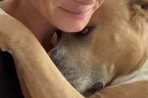 No one can escape this rescued dog's hugs