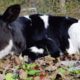 Nobody wanted this cow. Then she met the man of her dreams.