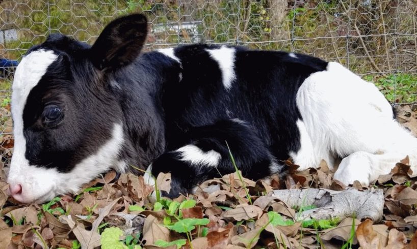 Nobody wanted this cow. Then she met the man of her dreams.
