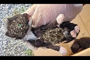 OH NO!!! NEWBORN KITTEN Battling 1 0 0 0  + Maggot (Mangoworm) Removing from Cat!!