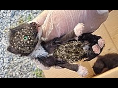 OH NO!!! NEWBORN KITTEN Battling 1 0 0 0 + Maggot (Mangoworm) Removing from Cat!!