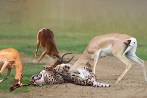 OMG! Angry Impalas Killed Cheetah With Horns To Save Her Calf