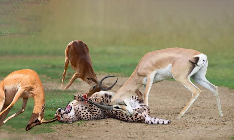 OMG! Angry Impalas Killed Cheetah With Horns To Save Her Calf