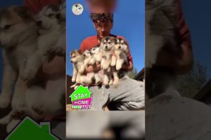OMG ❤️❤️ Cutest Puppies | Pets caught in 4K Cute Dogs #Shorts [New To You]