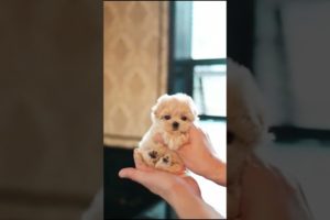 OMG So Cute Puppies 🐶 Cutest and Funniest Puppy #babydog #dog #shorts
