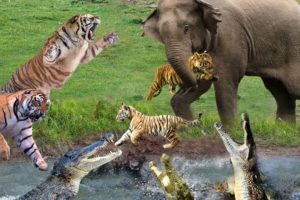 OMG ! Tiger Attacks Baby Elephant | Tiger Vs Elephant Epic Battle | Animals Fight For Survival