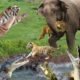 OMG ! Tiger Attacks Baby Elephant | Tiger Vs Elephant Epic Battle | Animals Fight For Survival
