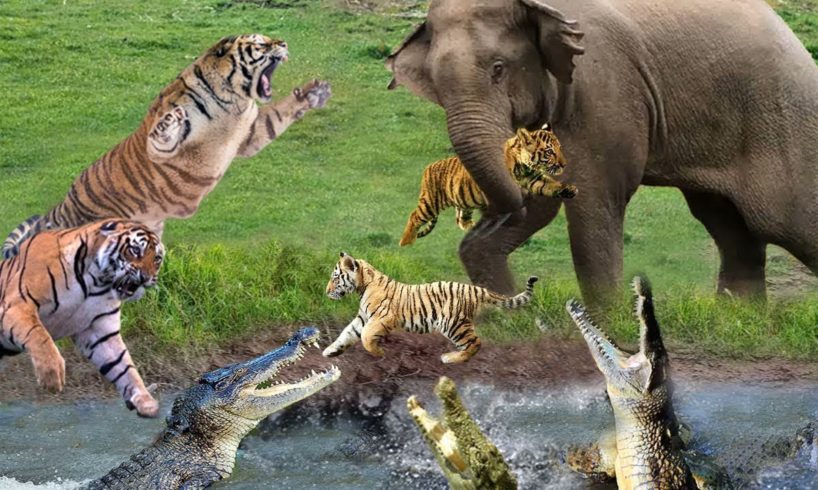 OMG ! Tiger Attacks Baby Elephant | Tiger Vs Elephant Epic Battle | Animals Fight For Survival