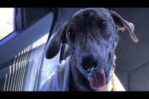 OUR RESCUE DURING MONTH OF DECEMBER #ytshorts  #doption #animals  #dogs    #shorts  #shortvideo