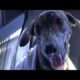 OUR RESCUE DURING MONTH OF DECEMBER #ytshorts  #doption #animals  #dogs    #shorts  #shortvideo