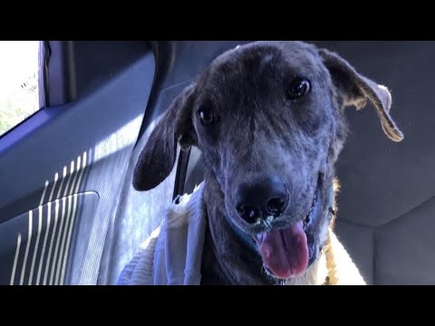 OUR RESCUE DURING MONTH OF DECEMBER #ytshorts  #doption #animals  #dogs    #shorts  #shortvideo