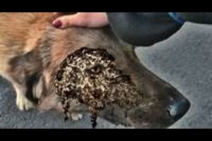 Omg! Botfly Mangoworm (Maggot) Removing from Dog