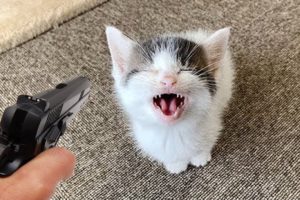 Omg Funny Cute Pets -  Super Cats Reaction 2021