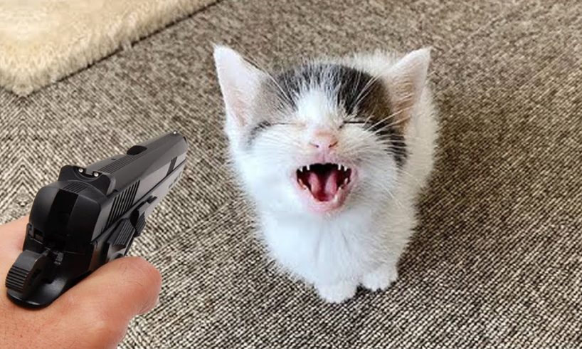 Omg Funny Cute Pets -  Super Cats Reaction 2021