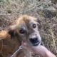 One more poor dog abandoned in a shocking condition. He is close to die they abandoned him .