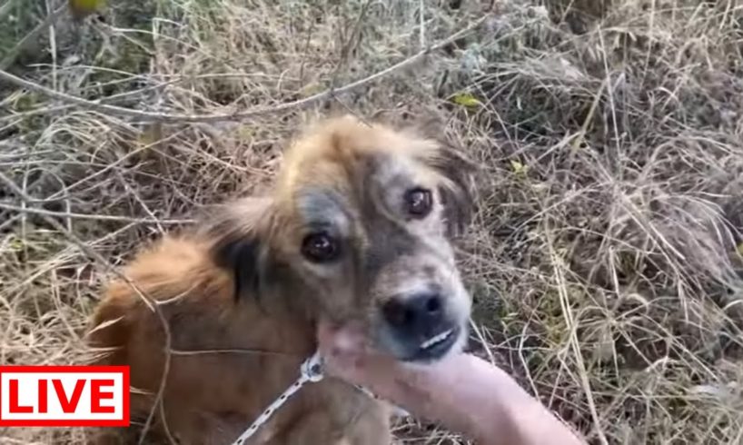 One more poor dog abandoned in a shocking condition. He is close to die they abandoned him .