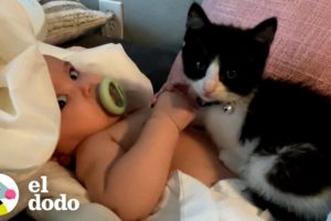 Pequeña gatita rescatada se niega a dejar la cuna de la hermana bebé | Almas Gemelas | El Dodo