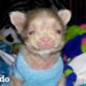 Pequeño cachorro recién nacido se convierte en un hombre loco | Pequeño y Valiente | El Dodo