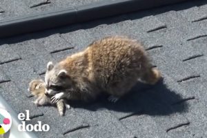 Pequeño mapache bebé atrapado en la pared I El Dodo