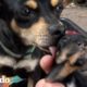 Perrita callejera tiene 9 cachorros en el patio trasero de una mujer | El Dodo