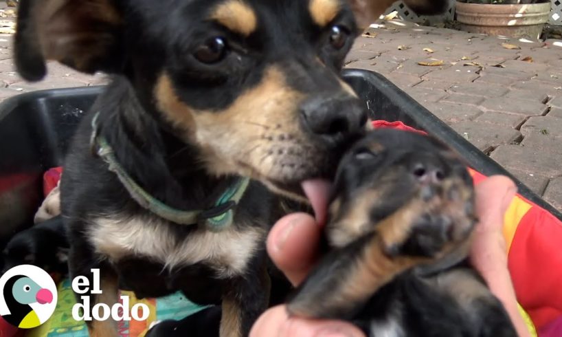 Perrita callejera tiene 9 cachorros en el patio trasero de una mujer | El Dodo