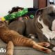 Perrita estaba muy triste hasta que conoció a un pequeño gatito | Parejas Disparejas | El Dodo